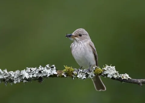 Devon Wildlife Trust plants 17,000 trees to create new temperate rainforest