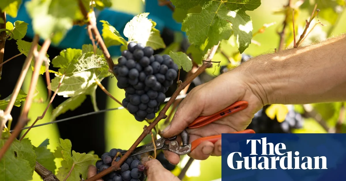British wine industry flourishes as homegrown estates win international acclaim