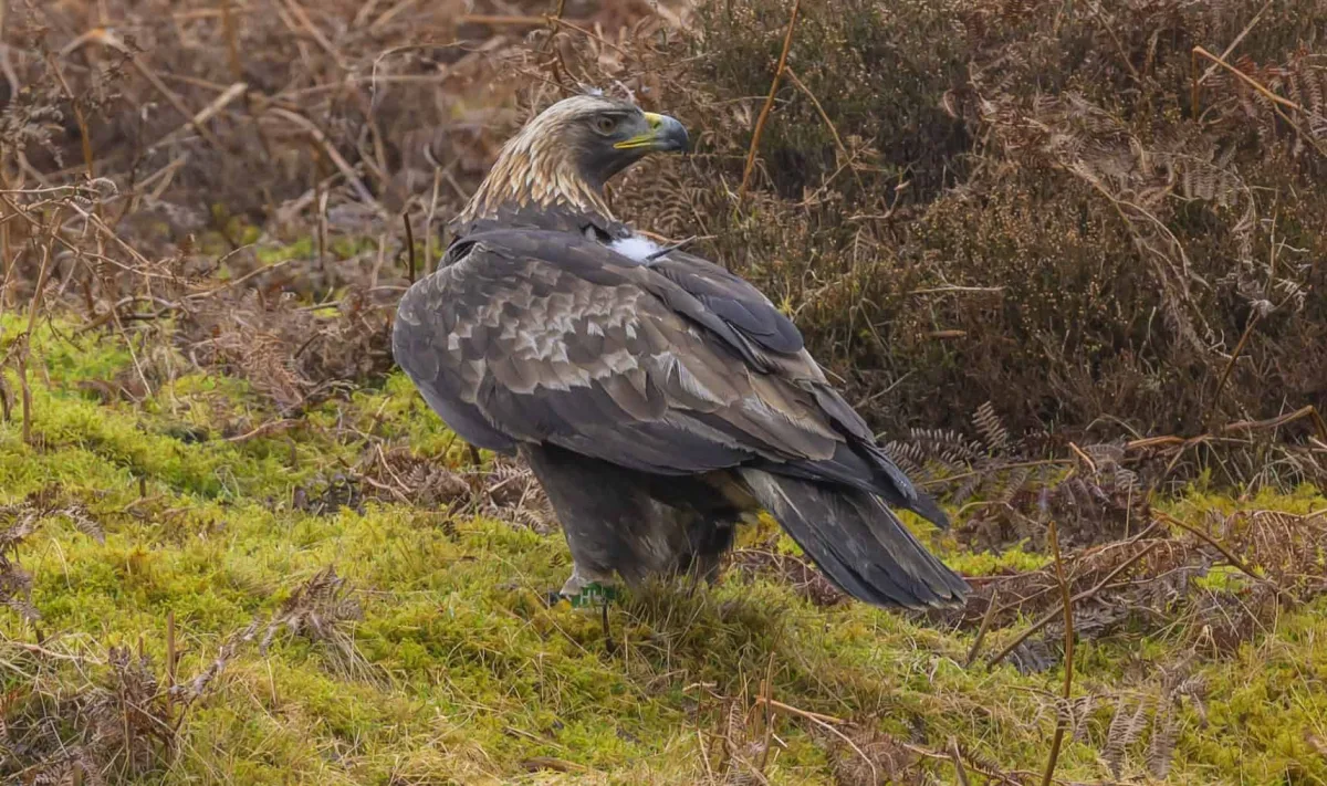 Golden eagles to be reintroduced to England after 150 years