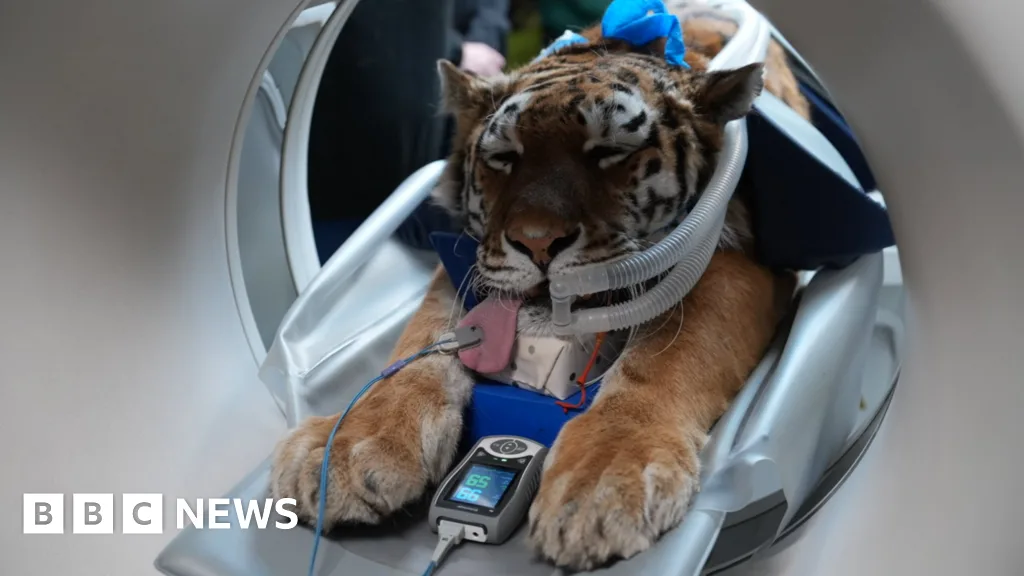 Norfolk zoo animals receive health checks with specialist CT scanner